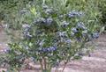 northern highbush blueberry